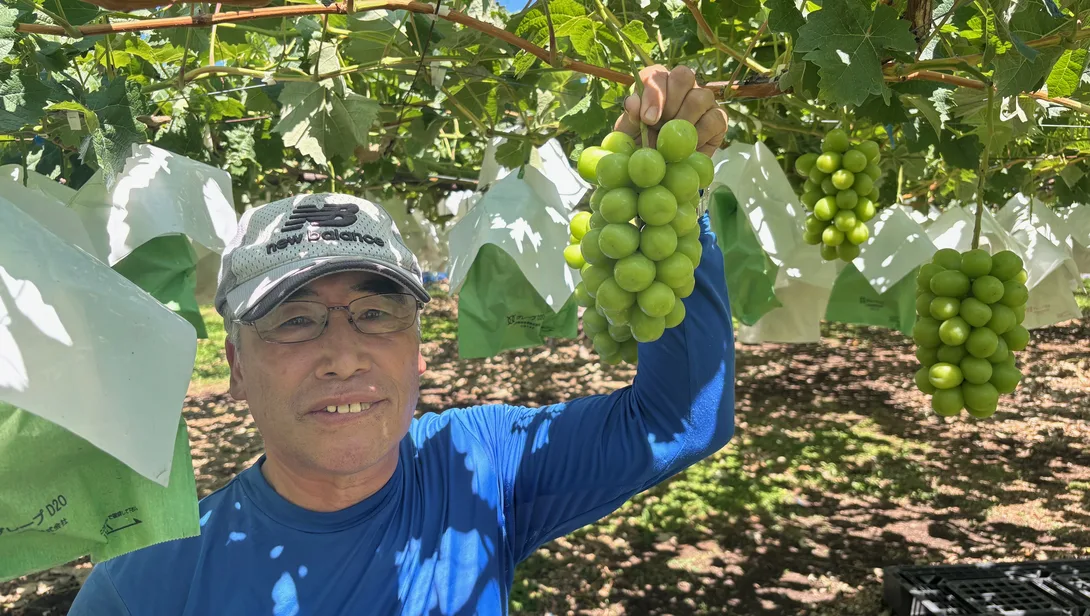 JAながの 須高ぶどう部会 副部会長 佐々木さん